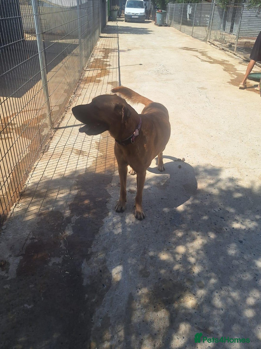 Mixed Breed dogs for adoption: Urgent 🚨 Home for Kobi  in Hengoed - Image 20