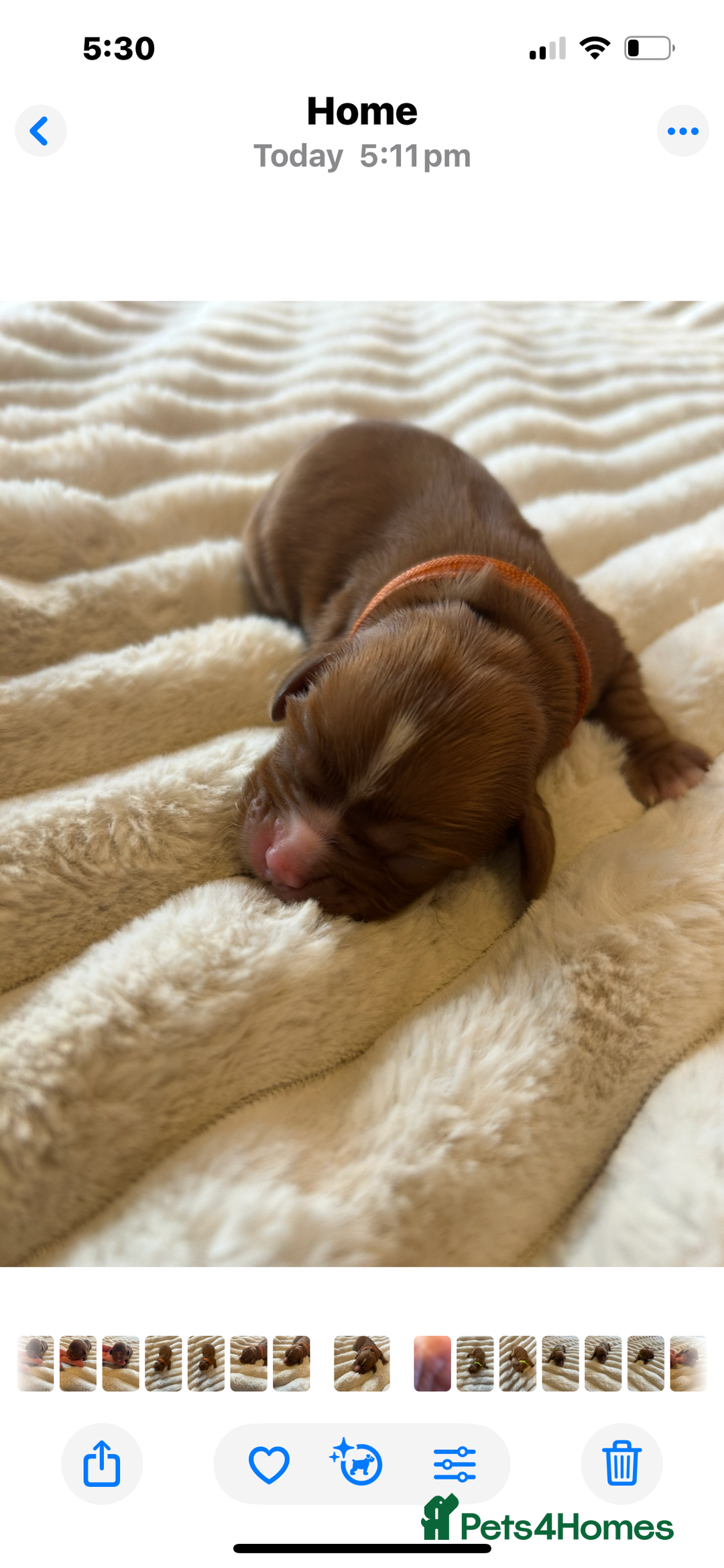 Cavalier King Charles Spaniel dogs for sale: KC CAVALIER KING CHARLES  - Image 10