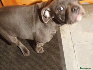 Staffordshire Bull Terrier dogs blue Staffordshire bull terrier puppy - Advert 4