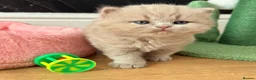 British Shorthair cats for sale: 🐾 GCCF Registered BSH / BLH Kittens 🐾 - Advert 13