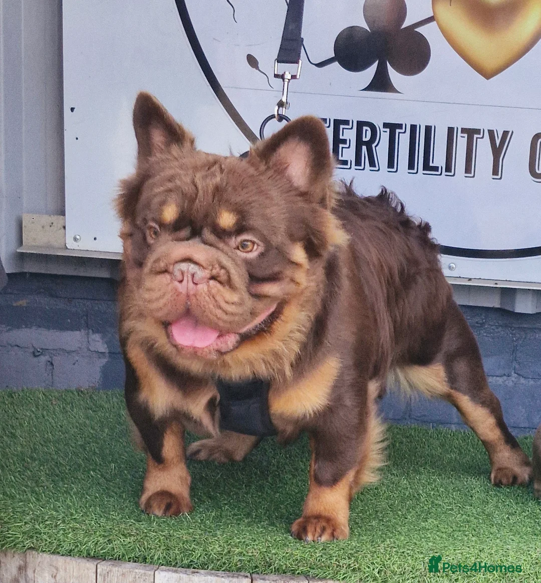 French Bulldog dogs for stud: Fluffy Rojo & Cherry Tan Big** STUD From £500 in South Ockendon - Advert 5