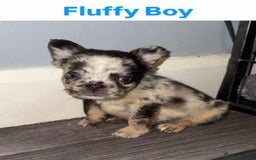 French Bulldog dogs for sale: French Bulldog puppies - Advert 4