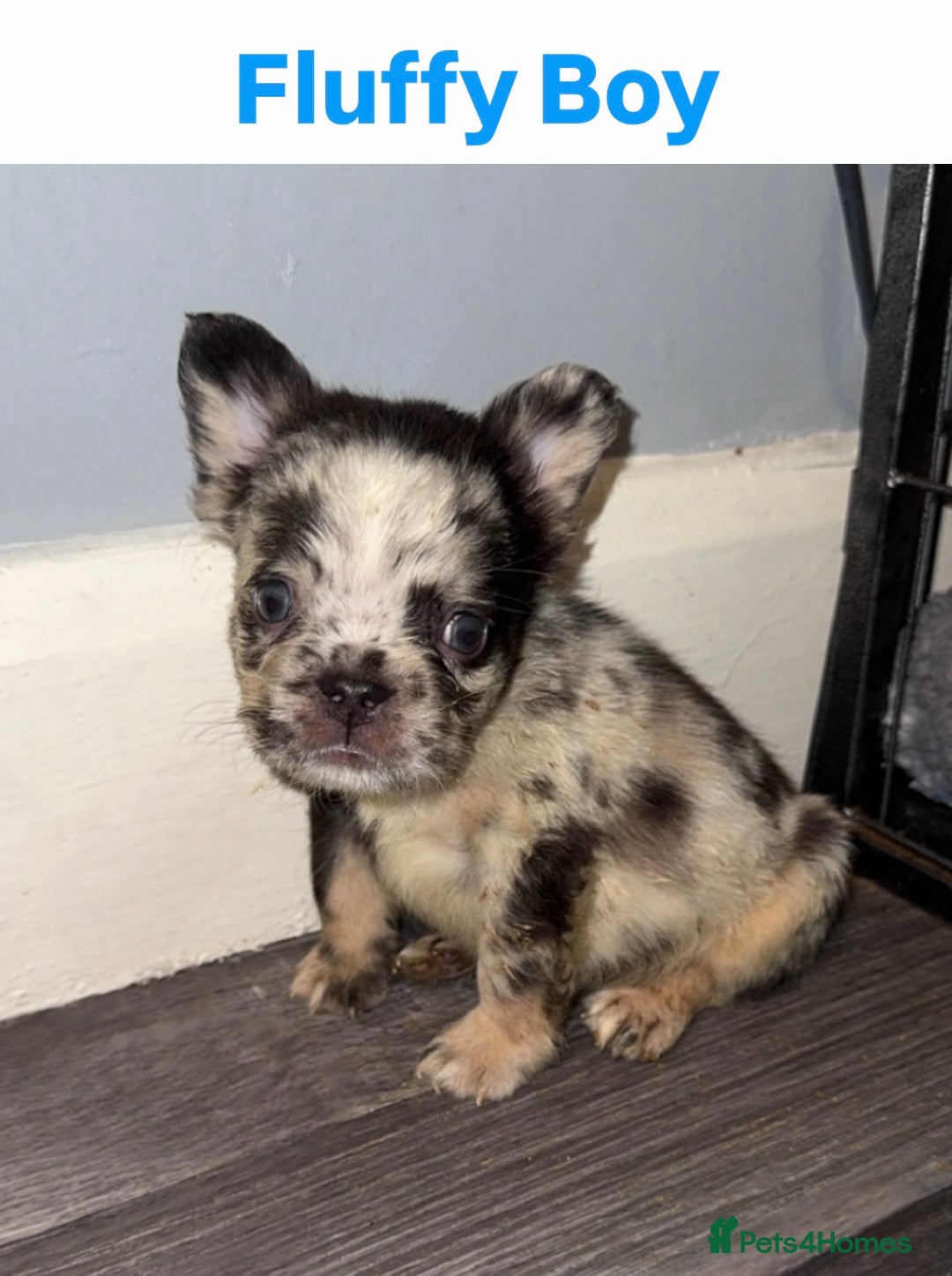 French Bulldog dogs for sale: French Bulldog puppies - Advert 4