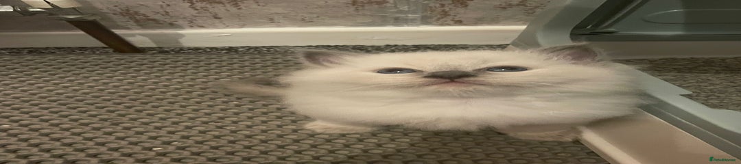 Ragdoll Kitten 1 reserved 