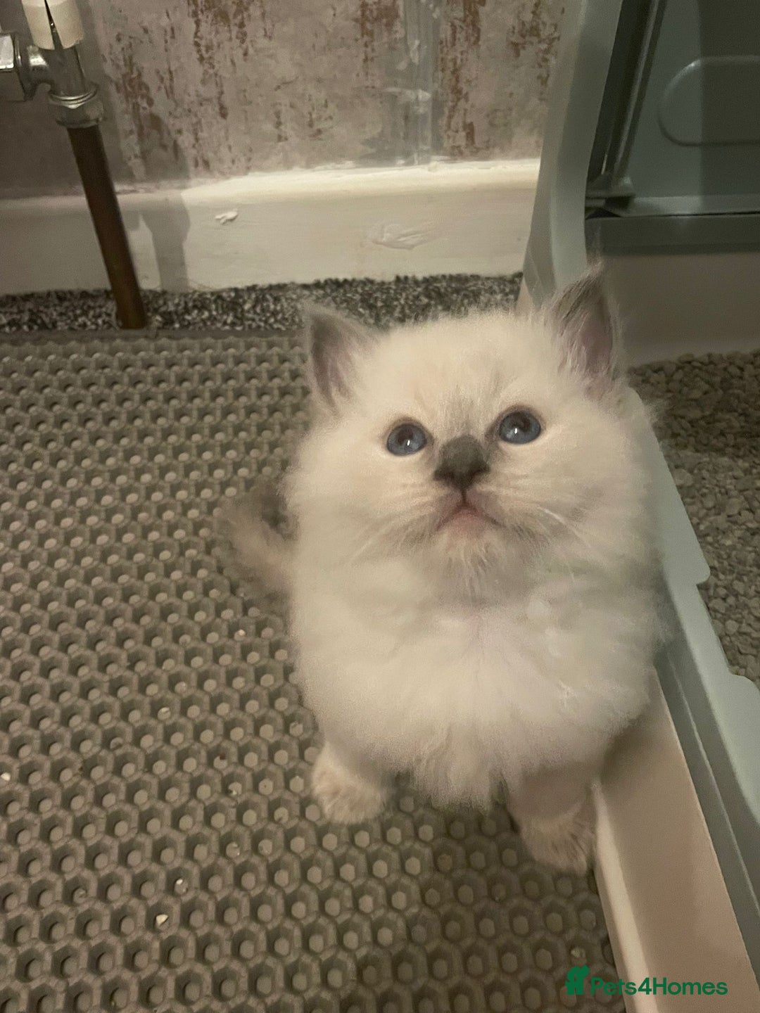 Ragdoll cats for sale: 🌟CHAMPION🌟 FATHER GCCF 🌟BLOOD LINE RAGDOLL - Image 14