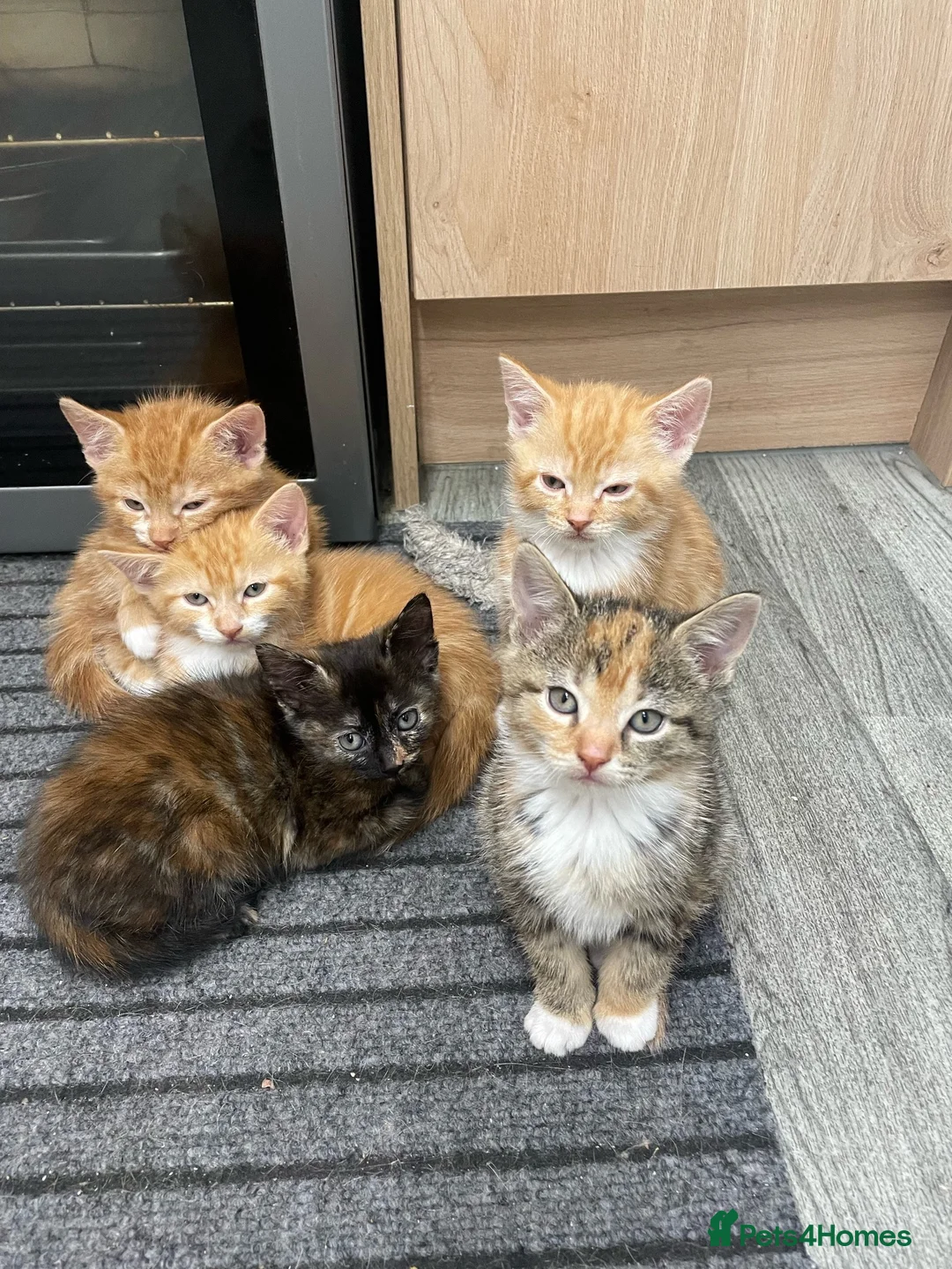 Mixed Breed cats for sale: 6 Adorable Kittens Looking for Their Forever Homes - Advert 2
