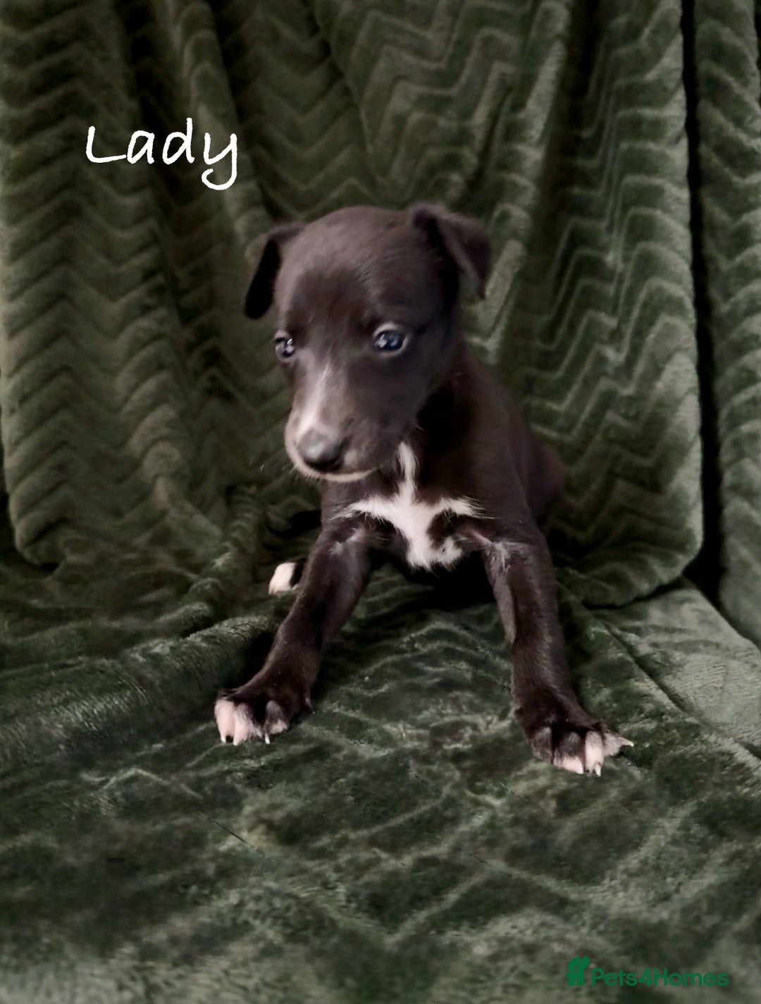 Whippet dogs for sale: Beautiful Whippet puppies for sale!  - Image 2