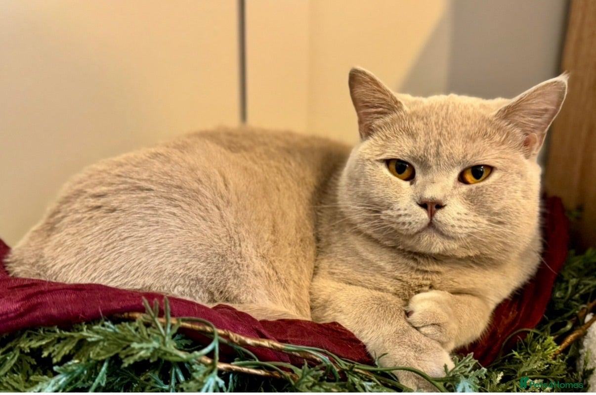 British Shorthair cats British shorthair girls looking for new homes  - Advert 15
