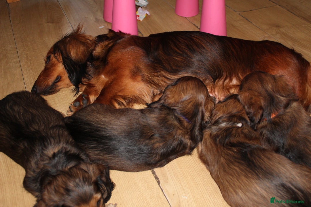 Dachshund dogs for sale: Standard longhaired dachshund puppies - Image 5