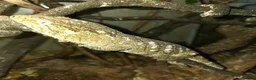 Gecko reptiles for sale: Moro leachianus gecko - Advert 4