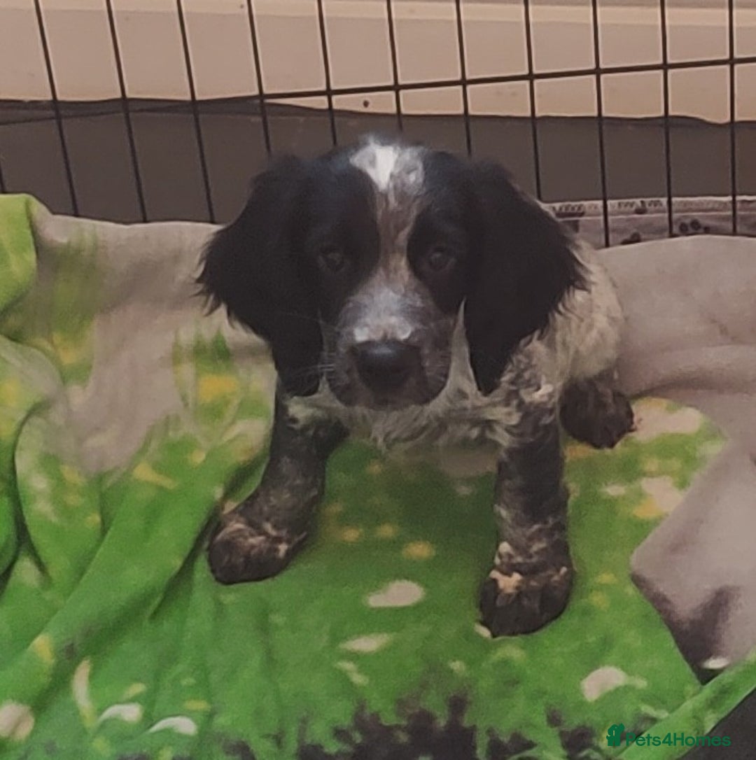 Sprocker dogs for sale: STRIKING SPROCKER SPANIEL PUPPIES  - Image 9