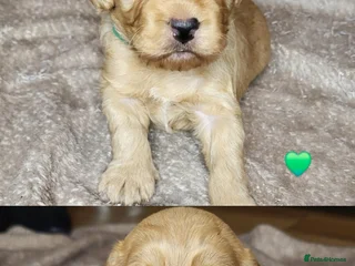 Cockapoo dogs 🐾 F1bb Red Miniature Cockapoo Puppies 🐾 - Advert 3