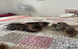 Bengal cats for sale: Bengal  - Image 3