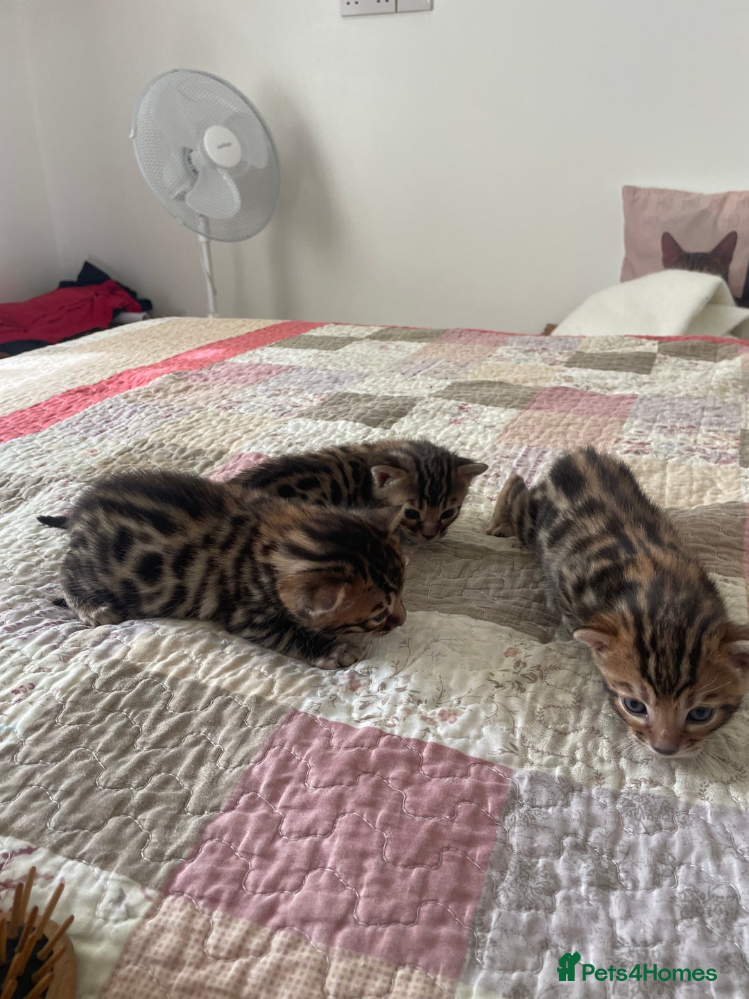 Bengal cats for sale: Bengal  - Image 3