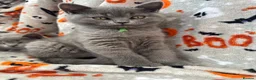 British Shorthair cats for sale: British Shorthairs - Advert 12