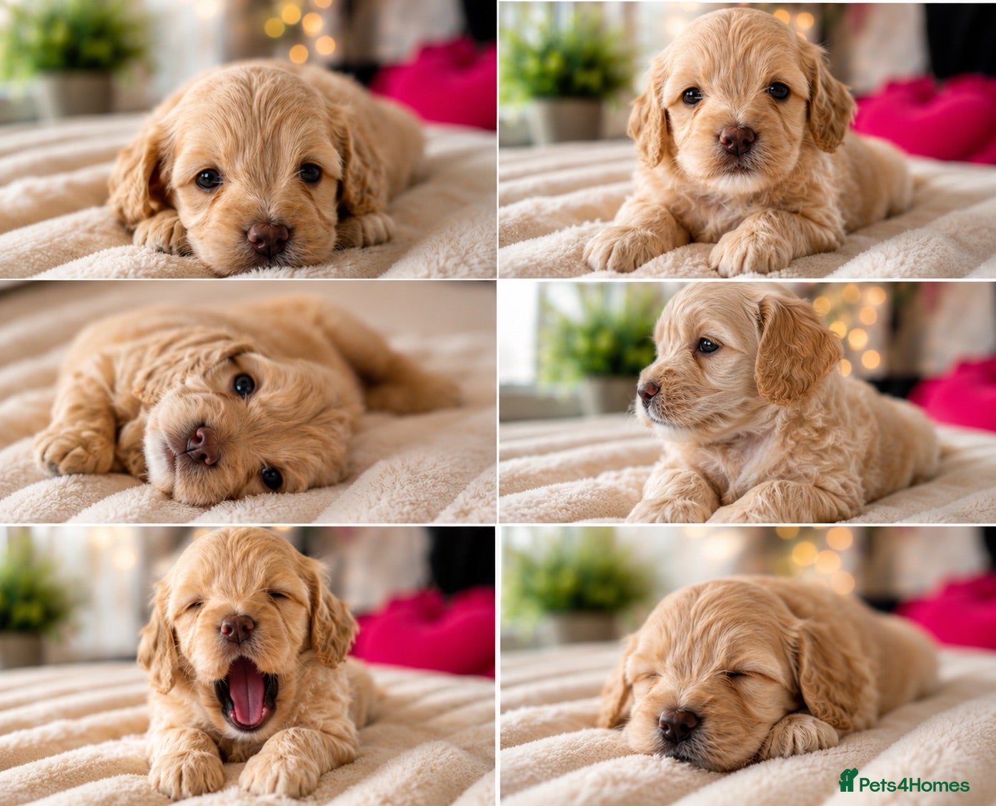 Cockapoo dogs 5* rated licensed vet approved F2b Toy Mini pups - Advert 2