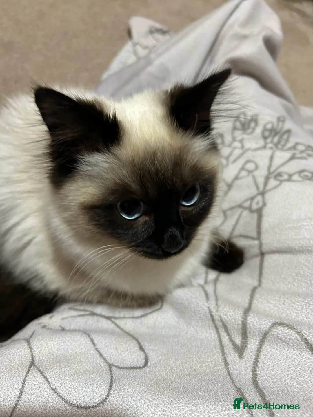 Ragdoll cats for sale: 18-Month-Old Female Ragdoll Seeking a Loving Home - Advert 4