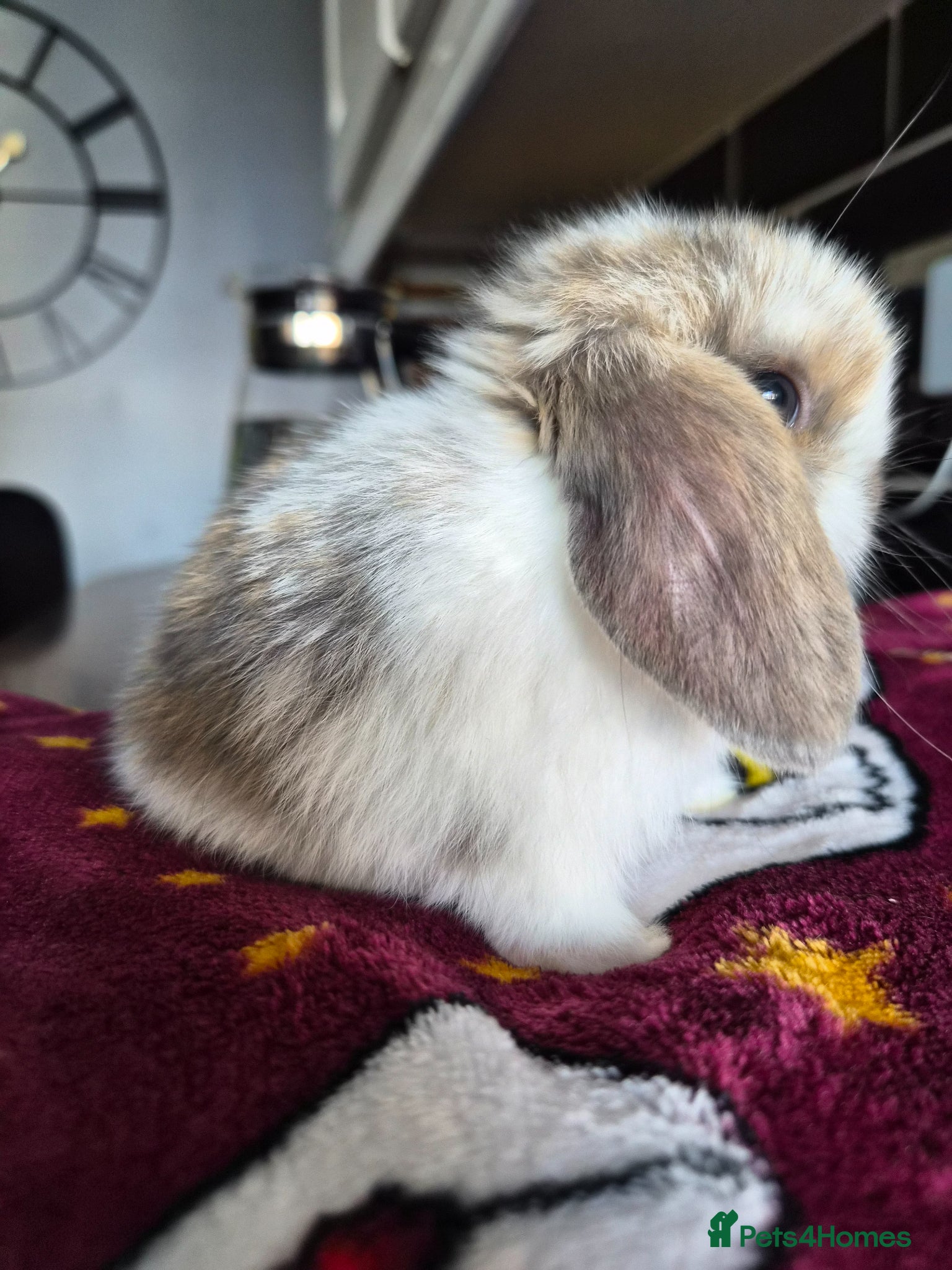 Mini Lop rabbits Beautiful Blue Tri Baby available  - Advert 2