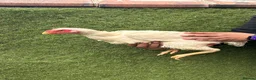 Chickens poultry for sale: Imported Pure parrot beak x German shamos  in Rochdale - Advert 3