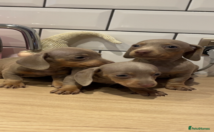 Miniature Dachshund dogs - Advert 8