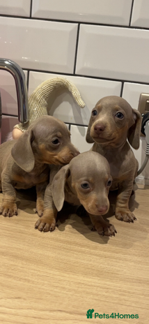 Miniature Dachshund dogs - Advert 16