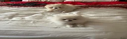Pomeranian dogs for sale: Mini Pomeranian  in Mitcham - Advert 4