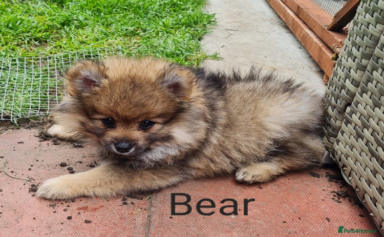 Mixed Breed dogs - Advert 15