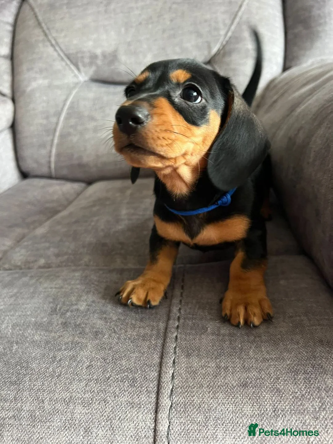 Miniature Dachshund dogs for sale: Adorable Miniature Dachshund Puppies - Advert 1