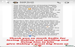 Cavapoo dogs for sale: Extensively Health Tested F1b Cavapoo Puppies  - Advert 18