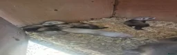 Ferret rodents for sale: Ferret kits looking for forever homes - Advert 7