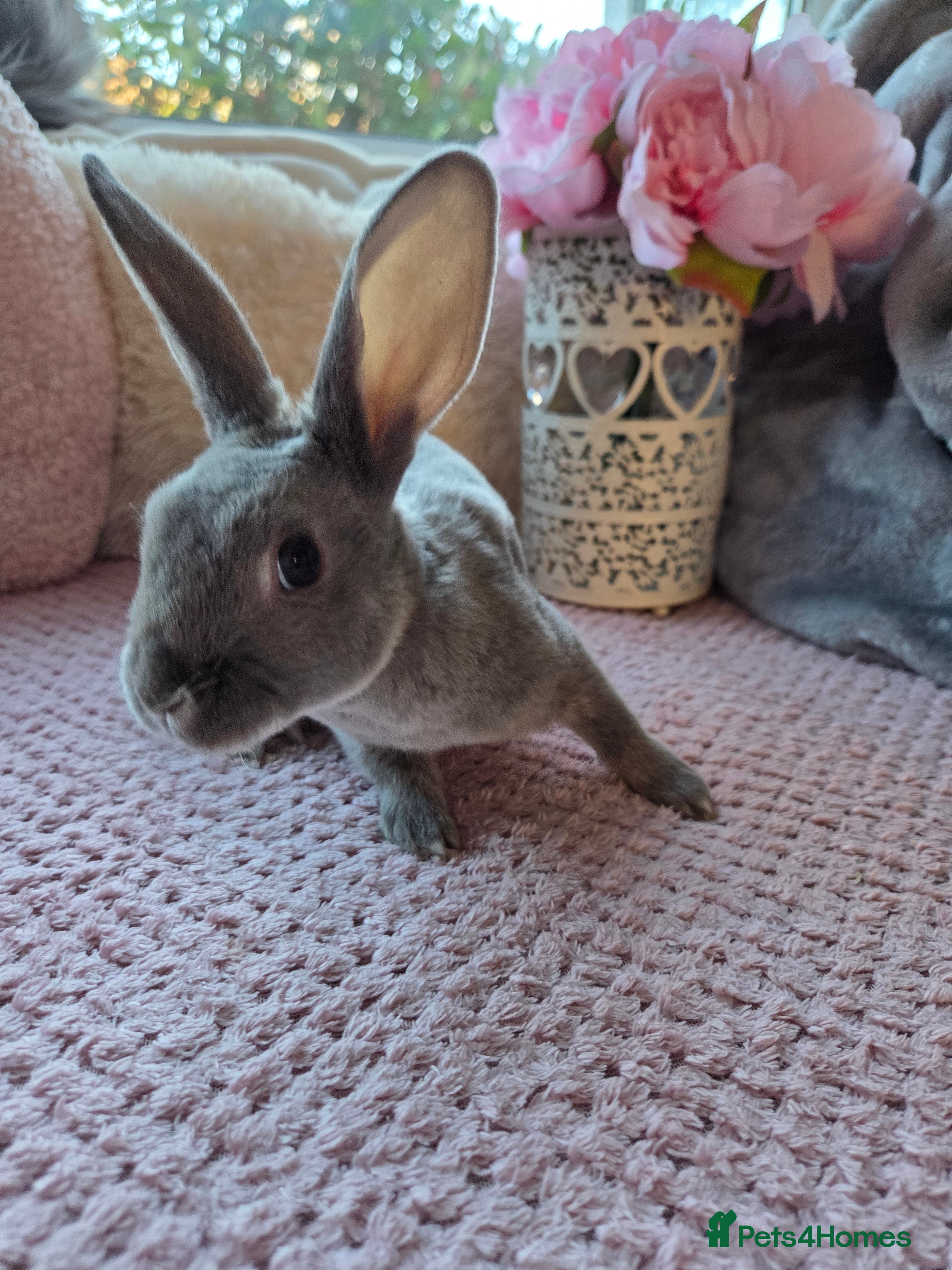 Rex rabbits 🐰 Beautiful mini rex babies 🐰 - Advert 15