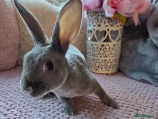 Rex rabbits 🐰 Beautiful mini rex babies 🐰 - Advert 15