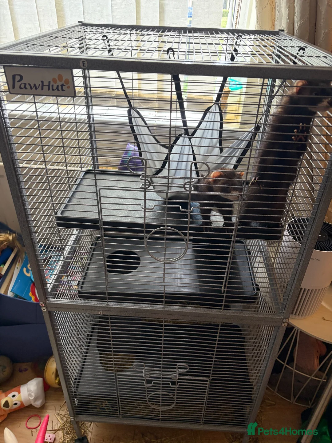 Ferret rodents for sale: 2 male ferrets  in Middlesbrough - Advert 1