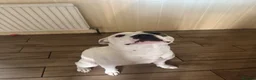 Staffordshire Bull Terrier dogs for stud: Stud Staffy Dog - Advert 14