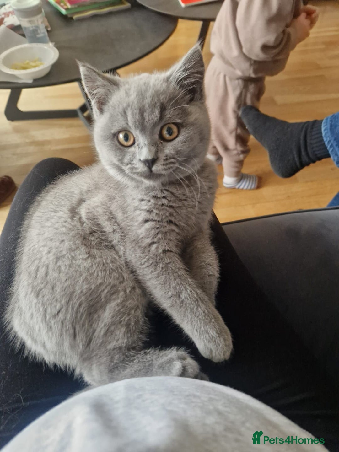 British Shorthair cats for sale: British shorthair kitten for sale  - Advert 2