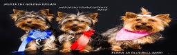 Yorkshire Terrier dogs for stud: PROVEN KC reg 2.5kg experienced STUD boy in Newton-le-Willows - Advert 29