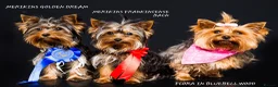 Yorkshire Terrier dogs for stud: PROVEN KC reg 2.5kg experienced STUD boy in Newton-le-Willows - Advert 29