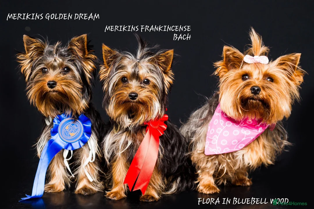 Yorkshire Terrier dogs for stud: PROVEN KC reg 2.5kg experienced STUD boy in Newton-le-Willows - Advert 29