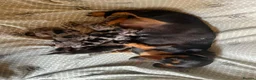 Miniature Dachshund dogs for sale: Beautiful Puppies  - Advert 1