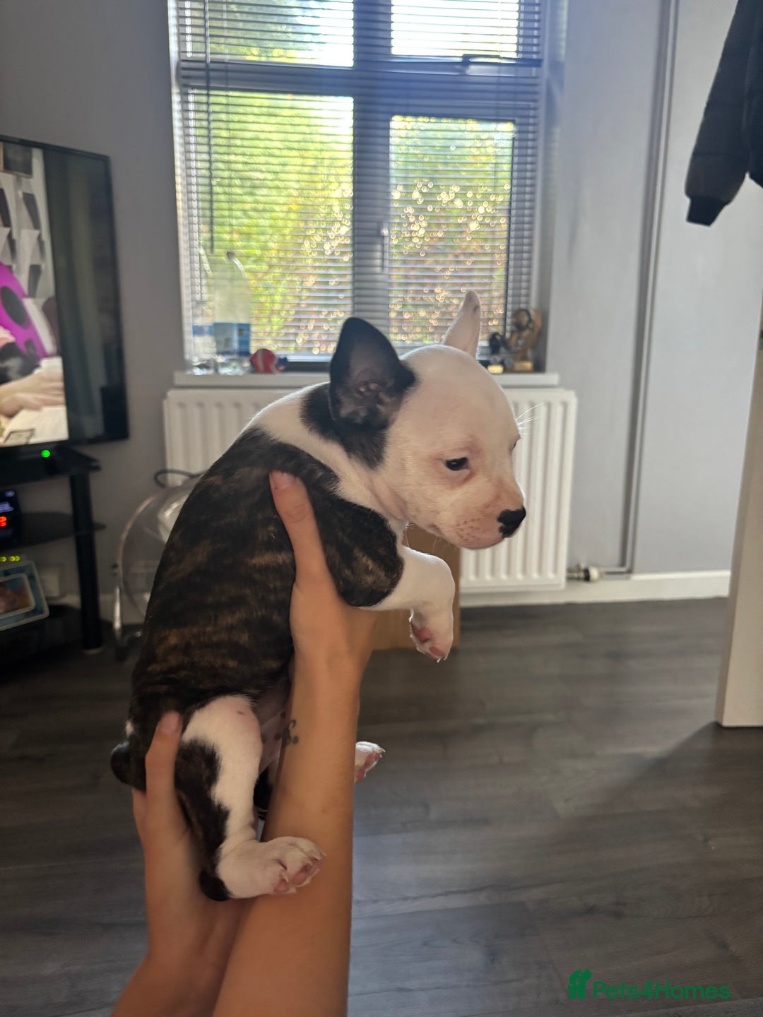 Mixed Breed dogs for sale: French bulldog x - Image 4