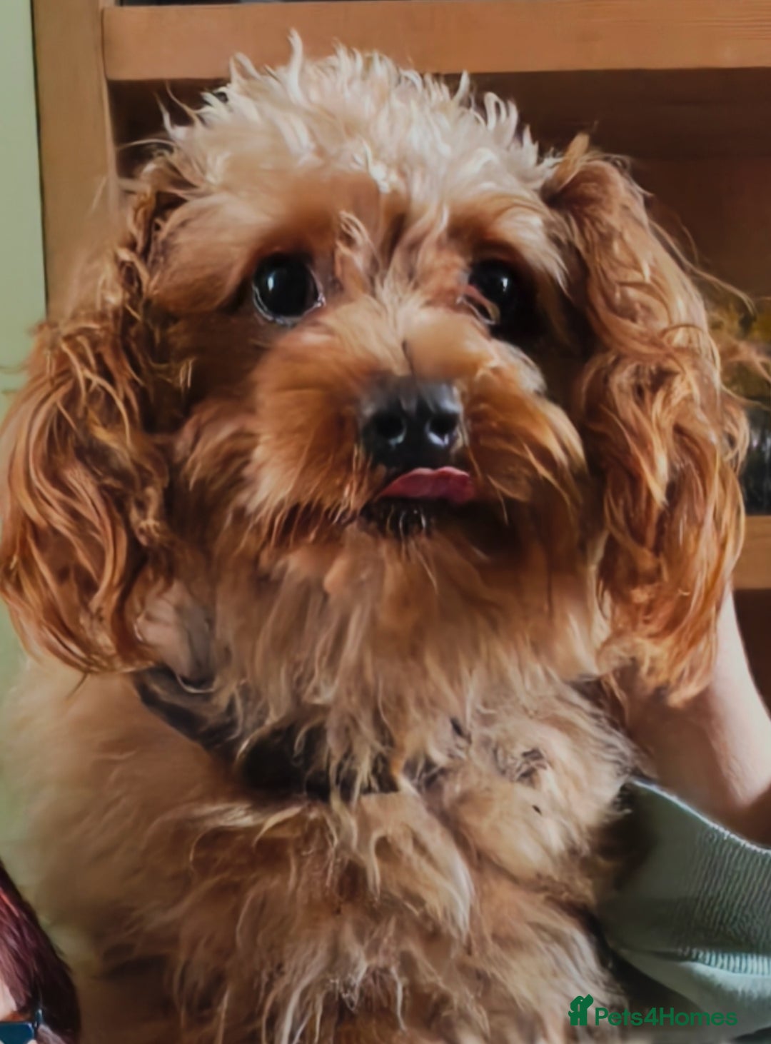 Mixed Breed dogs for sale: Cuteness overload cavapoolake puppies  - Advert 9