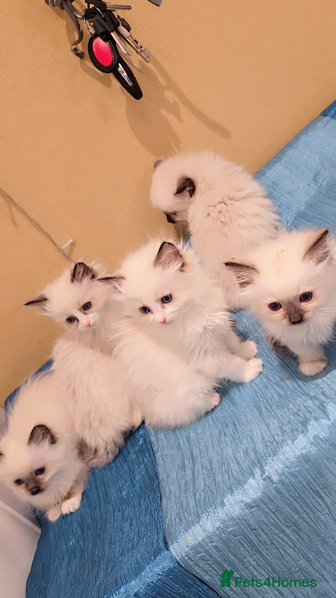 Ragdoll cats for sale: TICA REGISTERED KITTENS/Active - Advert 18