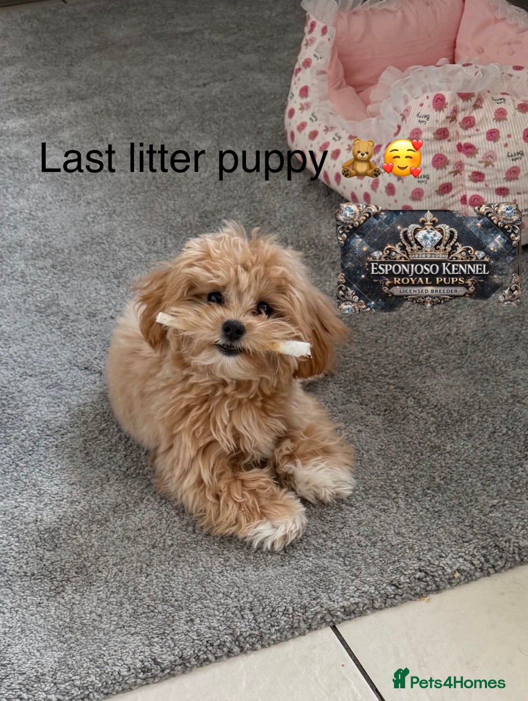 Maltipoo dogs for sale: 👑One in a Million Ultra Tiny F1 Asian Maltipoo👑 - Advert 7