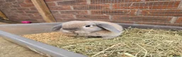 Mini Lop rabbits for sale: 2 Bonded mini lops  - Advert 5