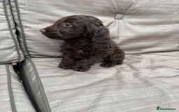 Cockapoo dogs for sale: Cockapoo  - Image 2