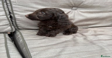 Cockapoo dogs - Advert 1