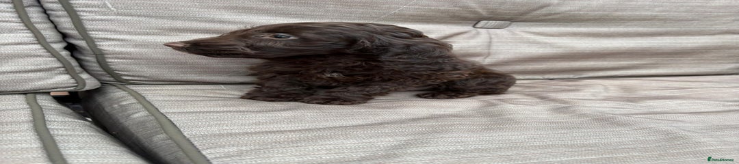 Cockapoo Puppy 1