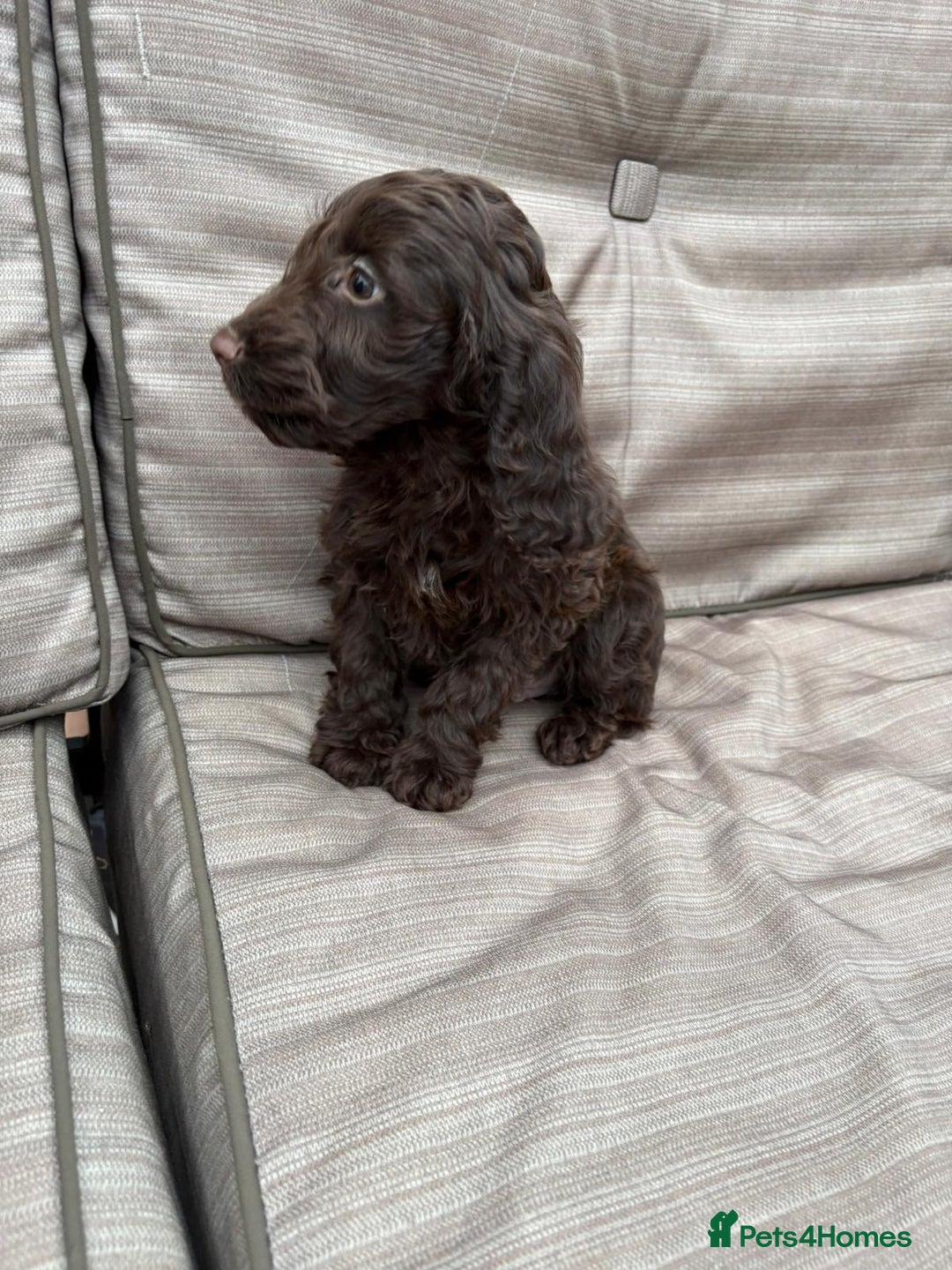 Cockapoo dogs for sale: Cockapoo  - Image 2