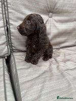 Cockapoo dogs - Advert 12