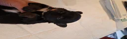 Chihuahua dogs for sale: Little puppy - Advert 3